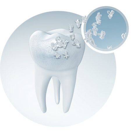 immagine dente e focus su una sezione di esso 